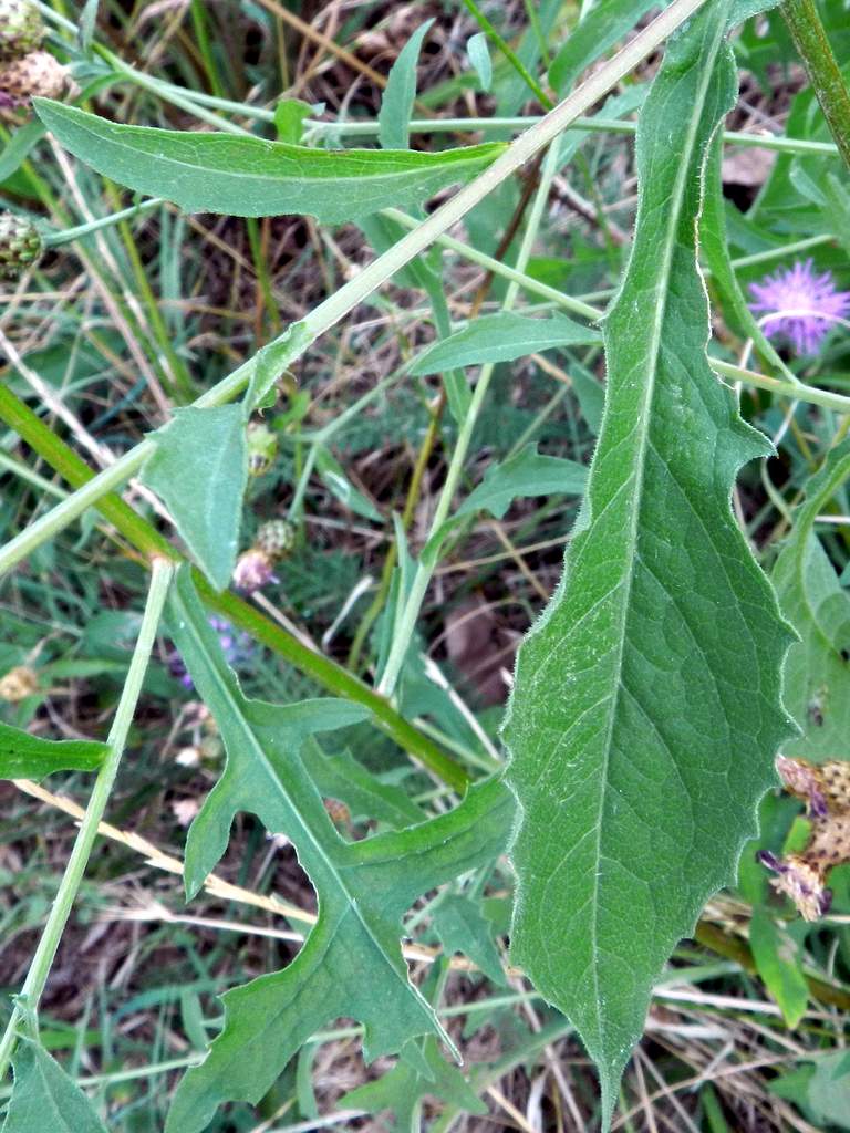 Determinazione Centaurea - Centaurea nigra ?
